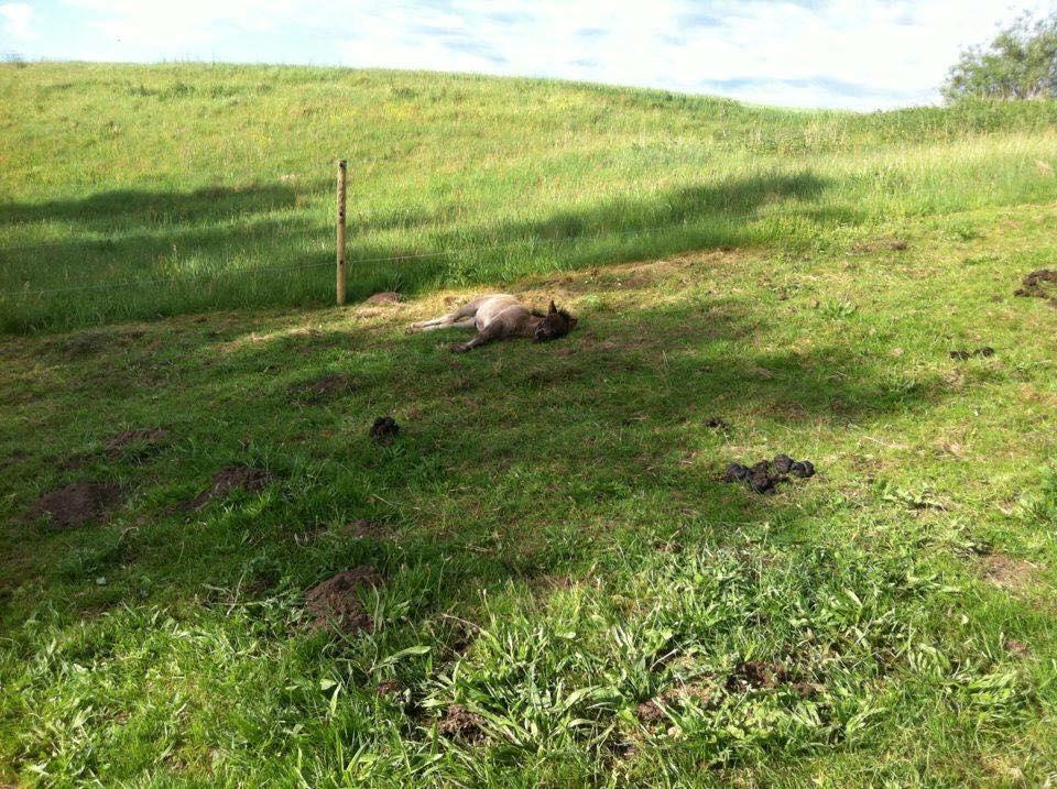 Shetlænder Donkey Of Nobility billede 3