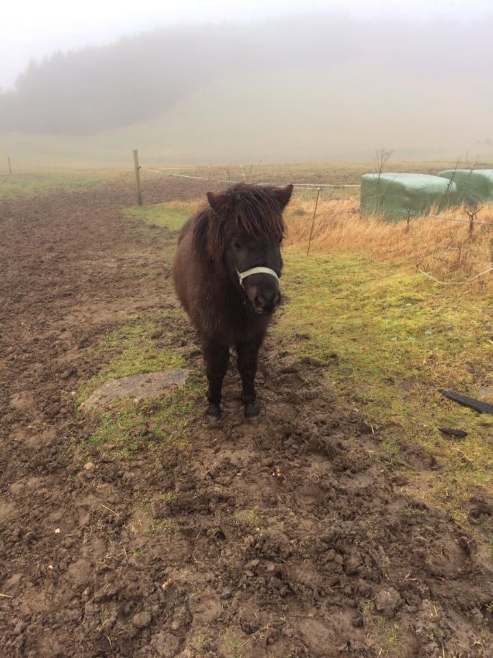 Shetlænder Donkey Of Nobility billede 7