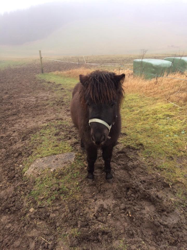 Shetlænder Donkey Of Nobility billede 8