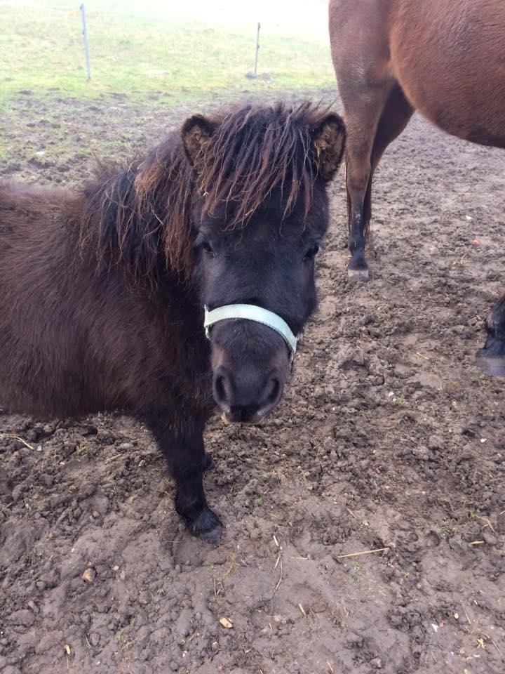 Shetlænder Donkey Of Nobility billede 9