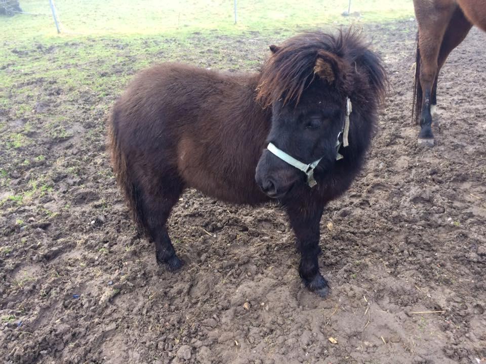 Shetlænder Donkey Of Nobility billede 10
