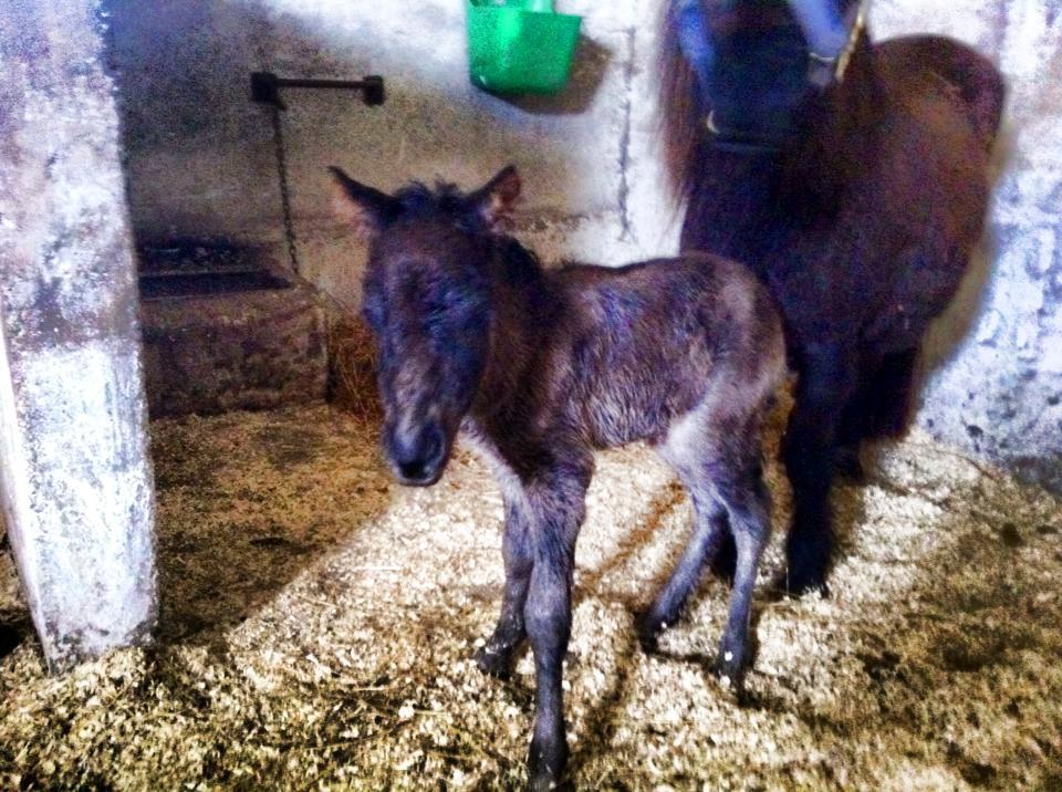 Shetlænder Donkey Of Nobility billede 6