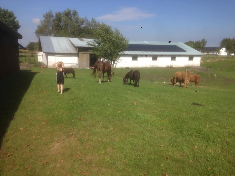 Shetlænder Donkey Of Nobility billede 12