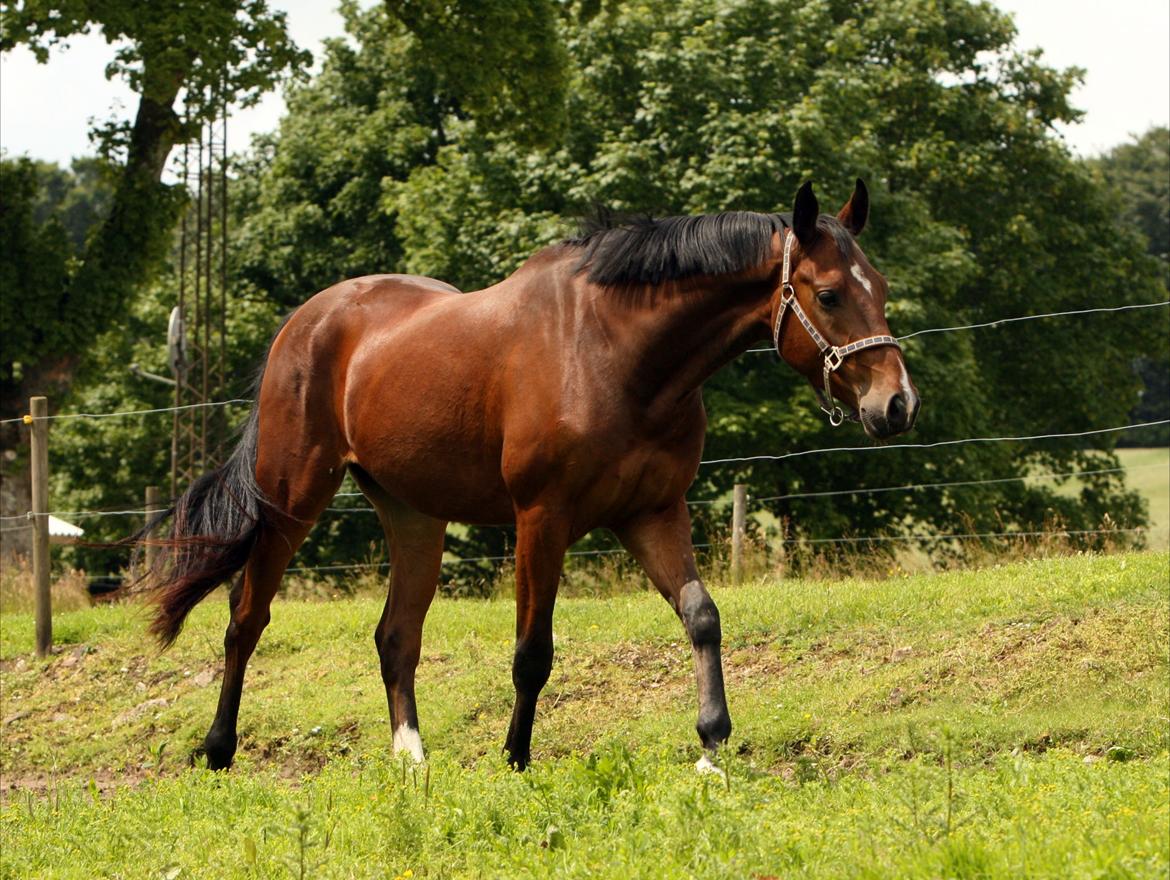 Dansk Varmblod Dortheas Delino R.I.P. Min dejlige dreng  billede 3