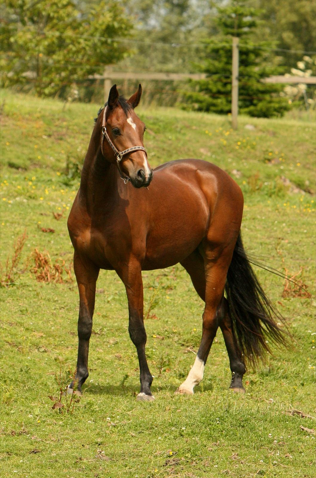 Dansk Varmblod Dortheas Delino R.I.P. Min dejlige dreng  billede 4