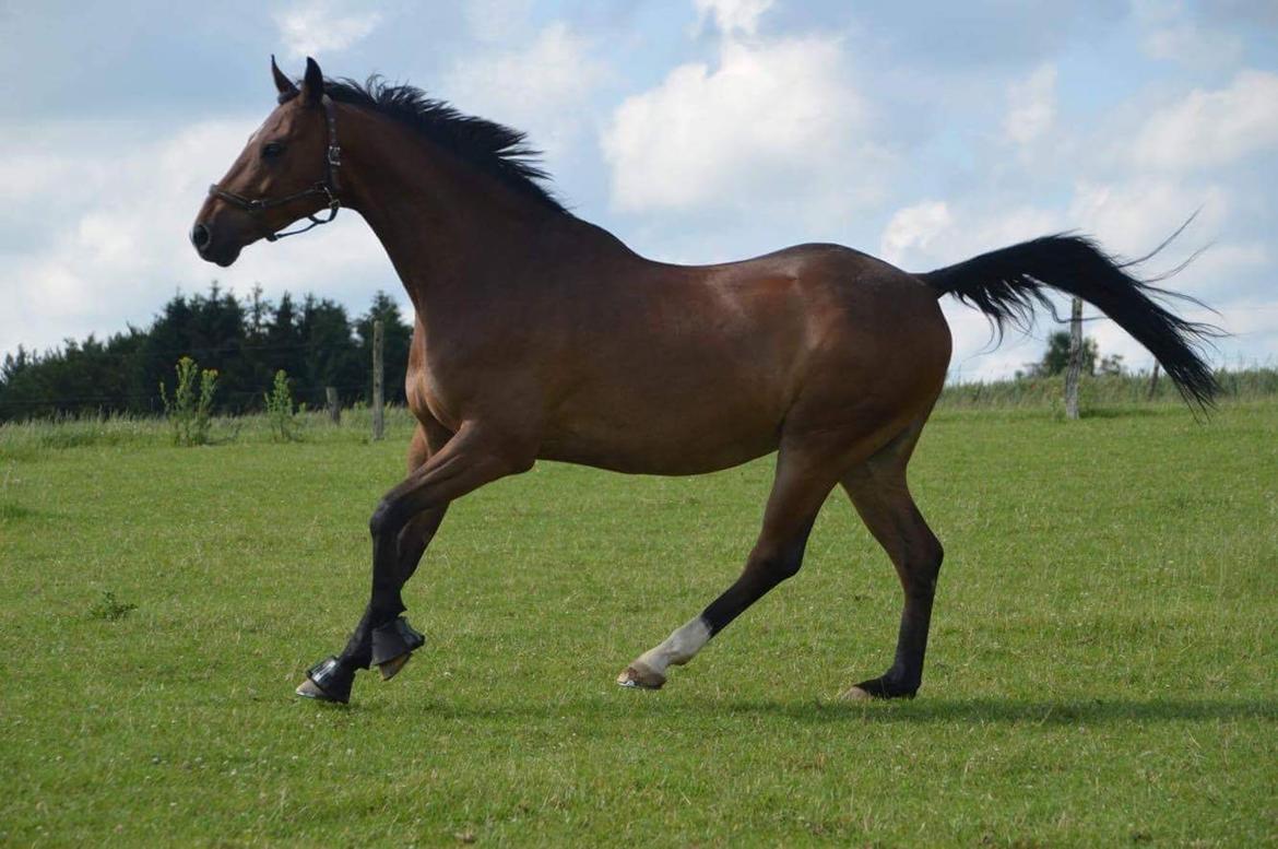 Dansk Varmblod Dortheas Delino R.I.P. Min dejlige dreng  billede 9