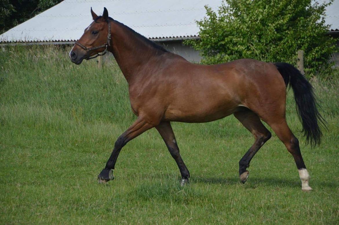 Dansk Varmblod Dortheas Delino R.I.P. Min dejlige dreng  billede 10