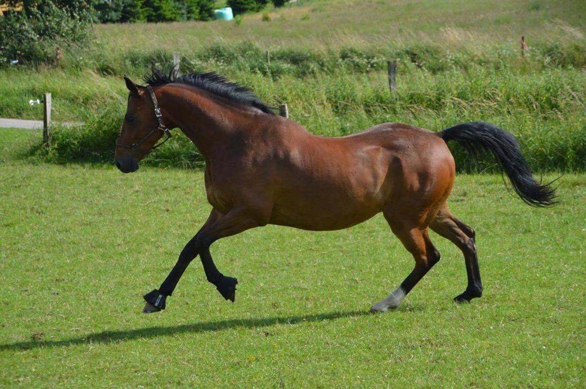 Dansk Varmblod Dortheas Delino R.I.P. Min dejlige dreng  billede 11