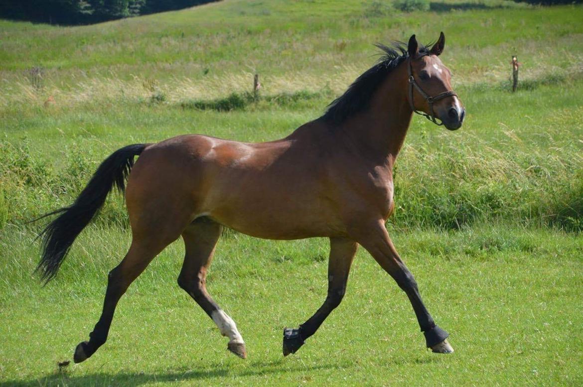 Dansk Varmblod Dortheas Delino R.I.P. Min dejlige dreng  billede 14