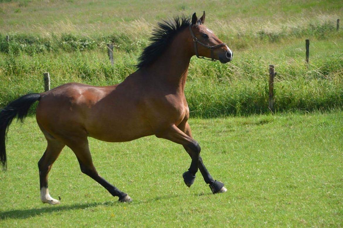 Dansk Varmblod Dortheas Delino R.I.P. Min dejlige dreng  billede 15