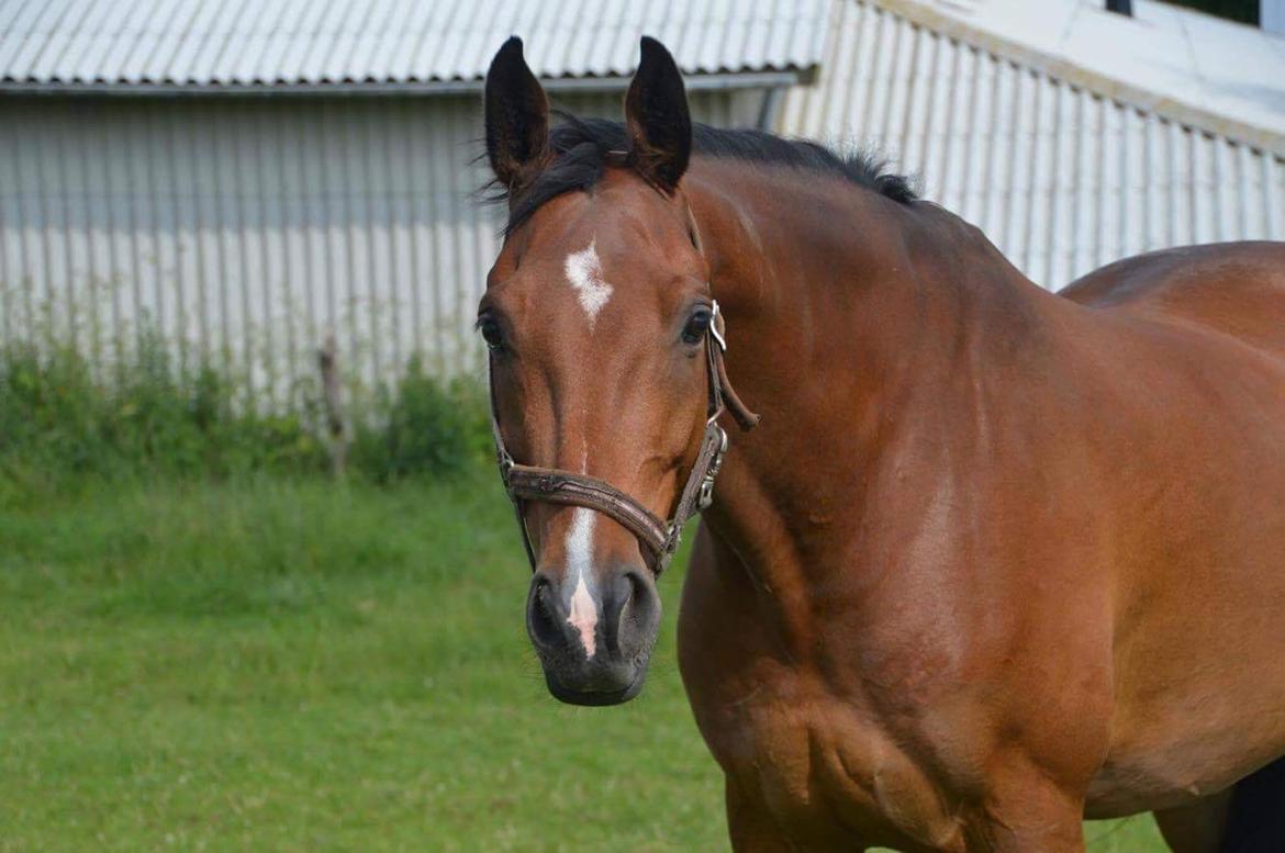 Dansk Varmblod Dortheas Delino R.I.P. Min dejlige dreng  billede 18