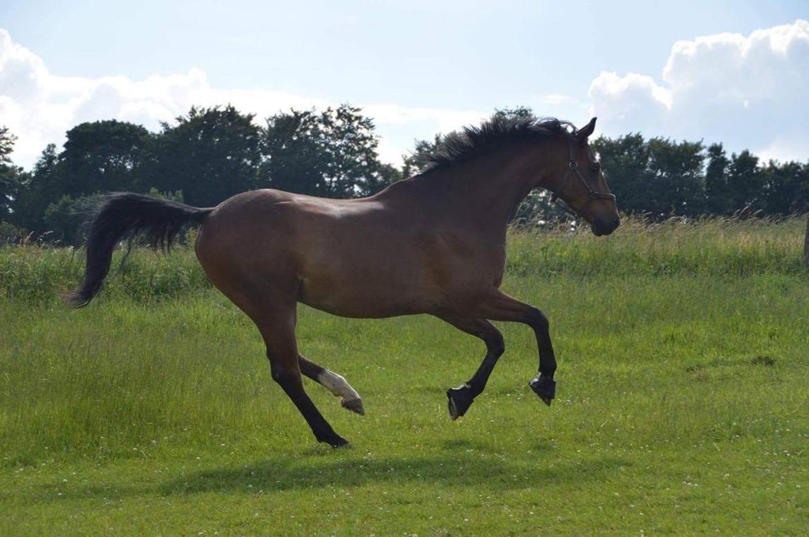 Dansk Varmblod Dortheas Delino R.I.P. Min dejlige dreng  billede 7