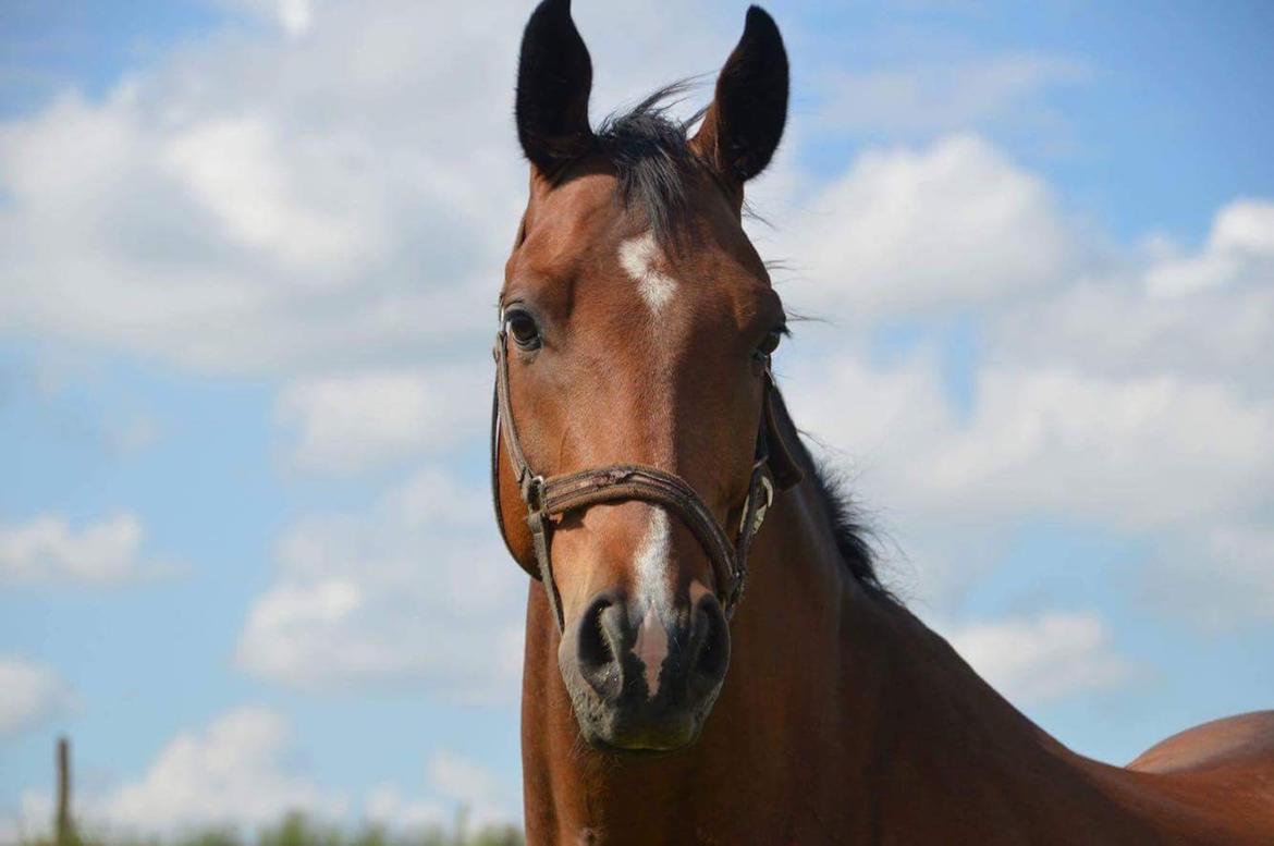Dansk Varmblod Dortheas Delino R.I.P. Min dejlige dreng  billede 19