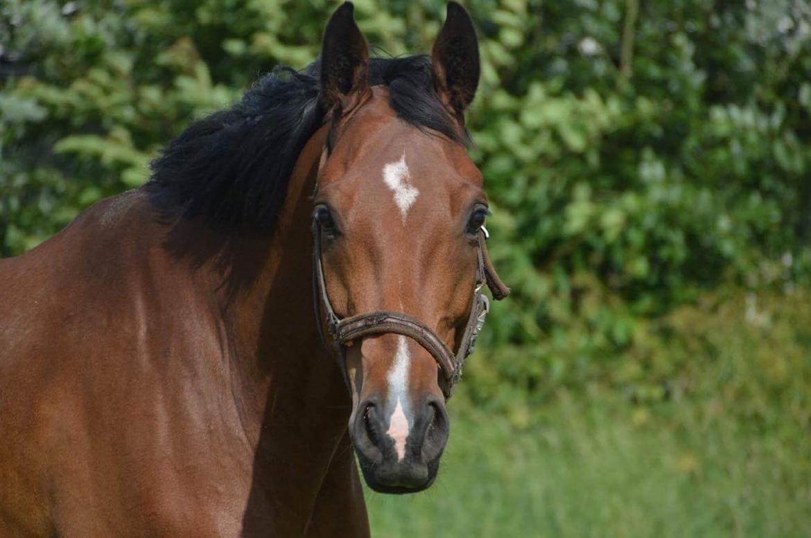 Dansk Varmblod Dortheas Delino R.I.P. Min dejlige dreng  billede 20