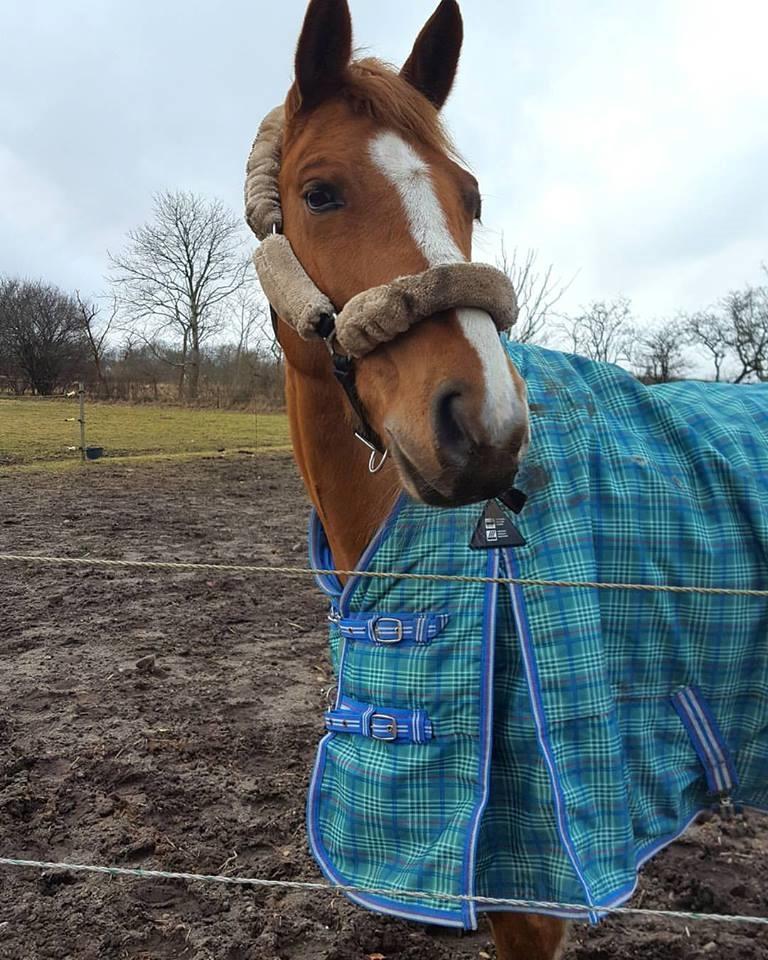 Anden særlig race Bastian (Solgt) - Så fin i sit nyvaskede dækken, som egentlig er lidt for stor... men smuk er han... billede 8