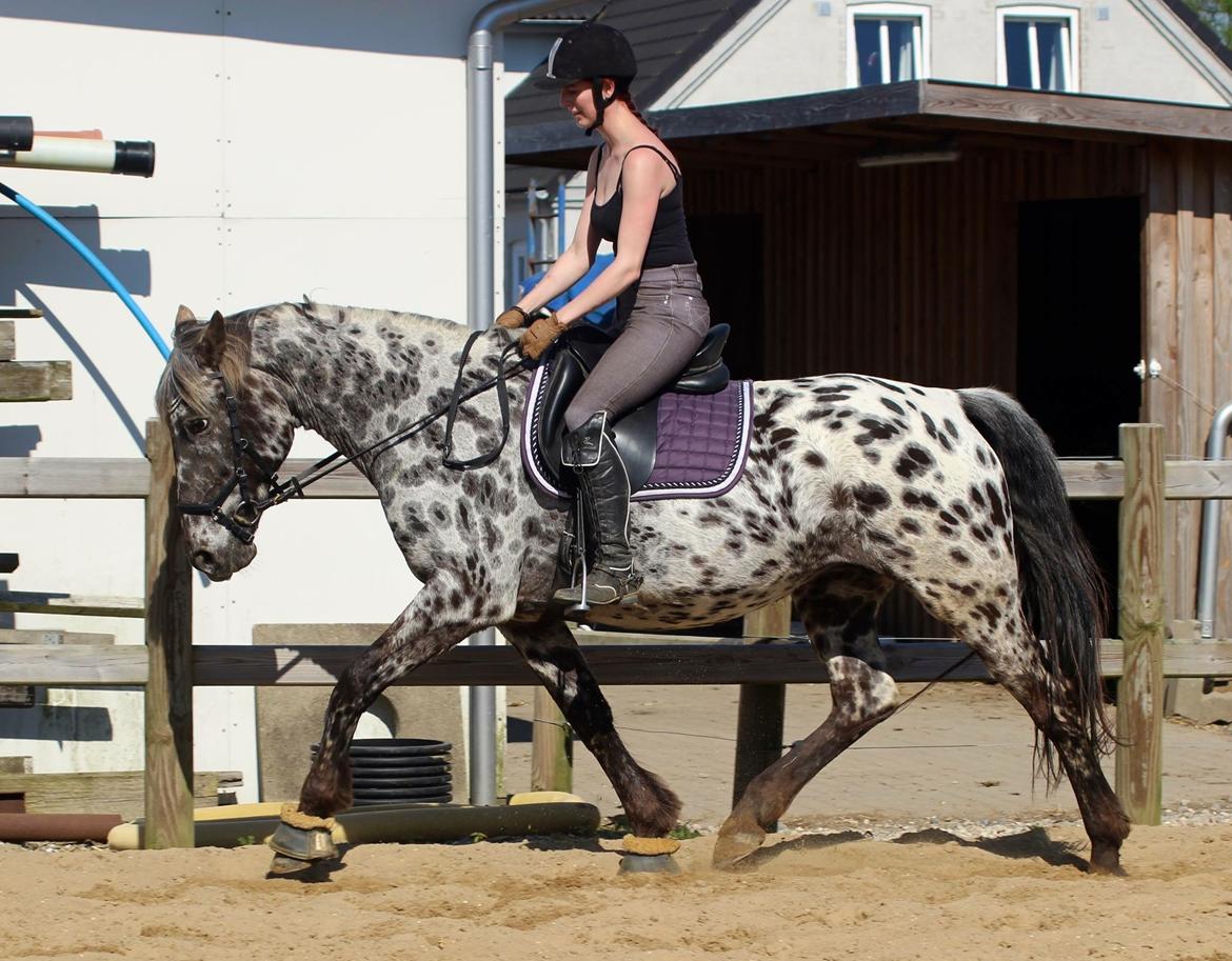 Knabstrupper Funder Nørhedes Surprise billede 50