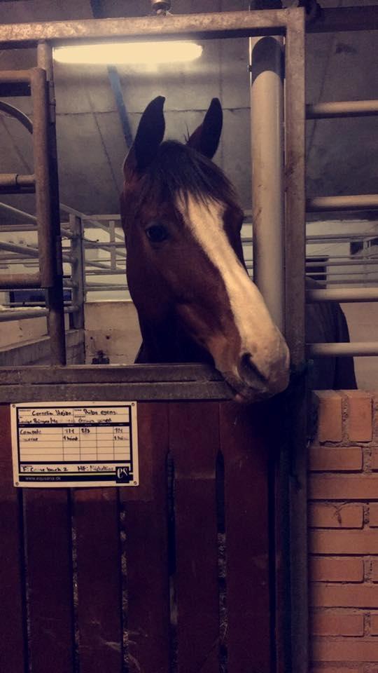 Dansk Varmblod Cornelia højbo *Himmel hest* - Dagen vi fik af vide at hun var rask :D  billede 20