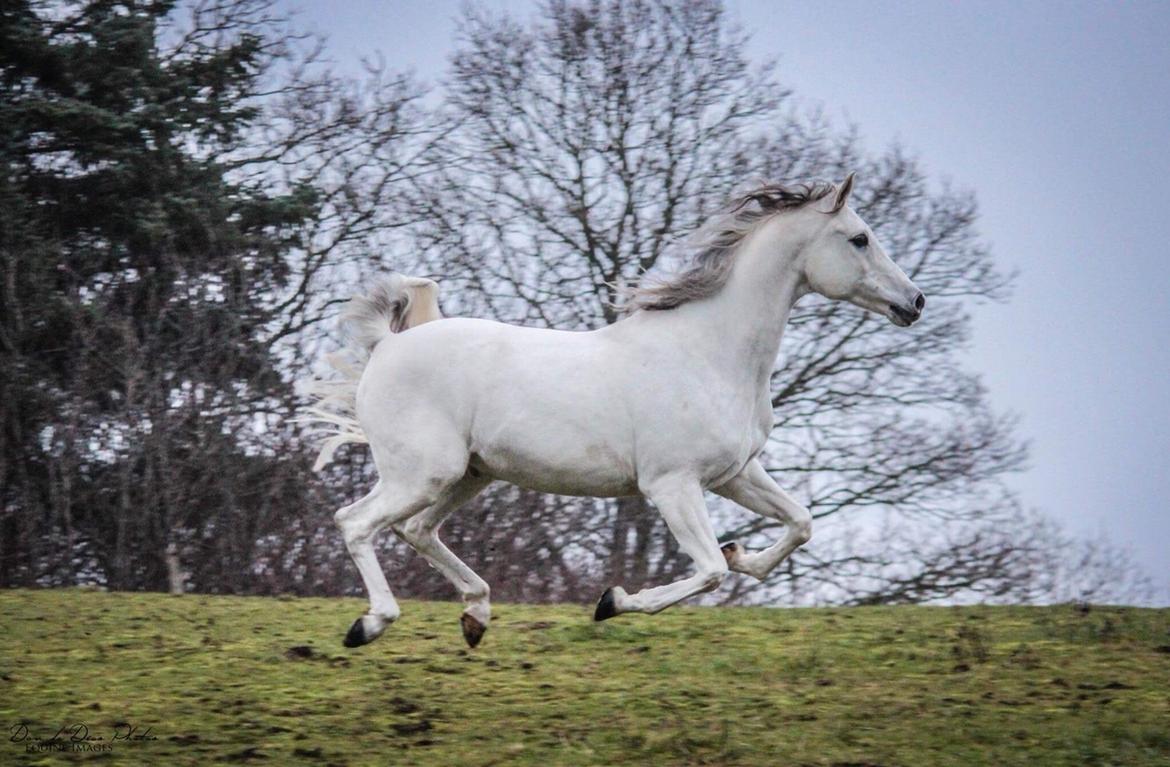 Arabisk fuldblod (OX) HELIKON OX billede 15