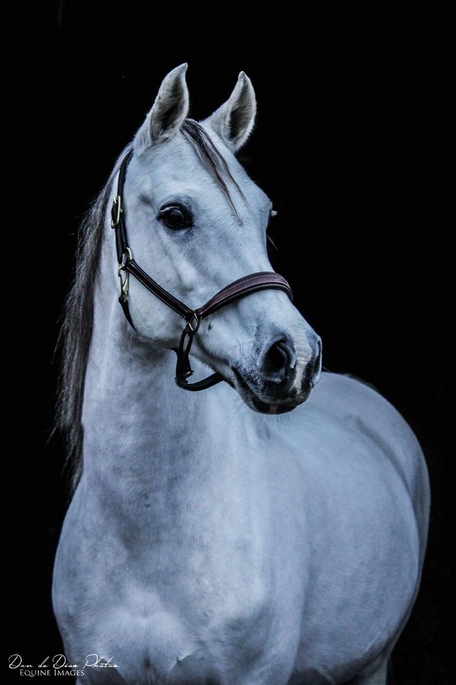 Arabisk fuldblod (OX) HELIKON OX billede 19