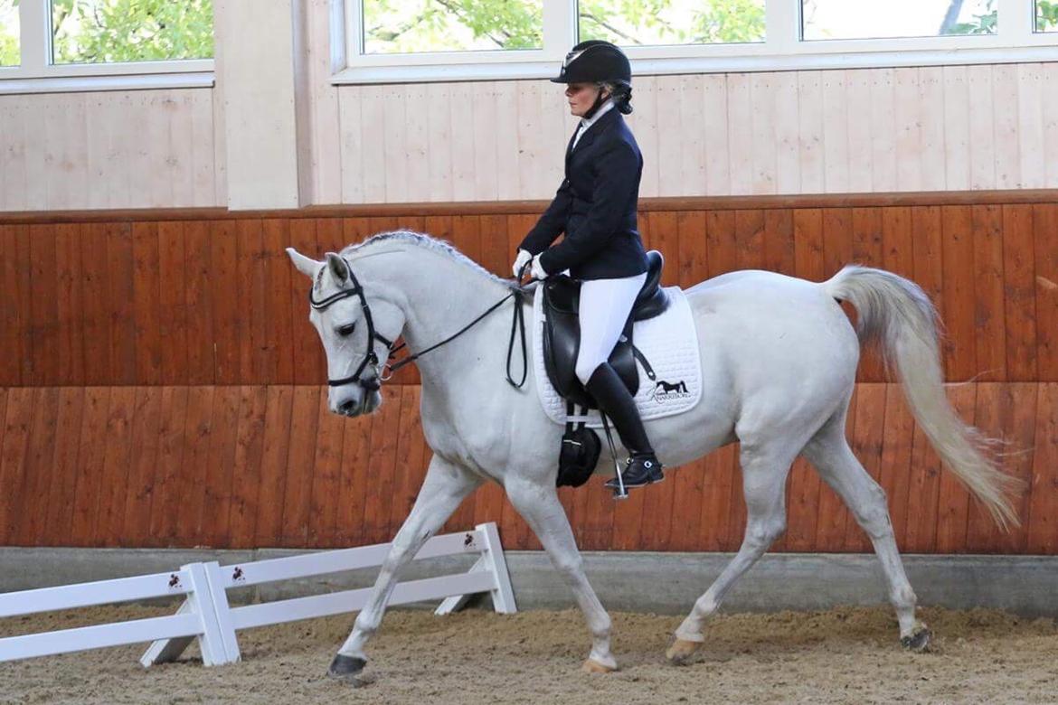 Arabisk fuldblod (OX) HELIKON OX billede 20