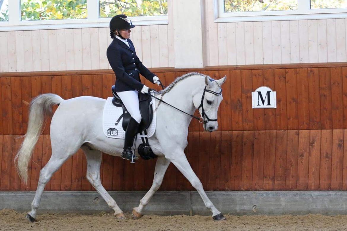 Arabisk fuldblod (OX) HELIKON OX billede 21