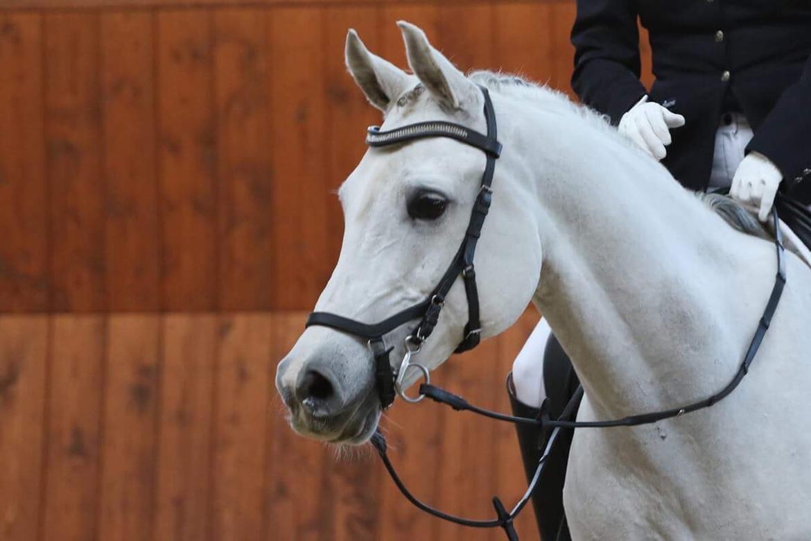 Arabisk fuldblod (OX) HELIKON OX billede 22