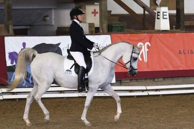 Arabisk fuldblod (OX) HELIKON OX billede 24