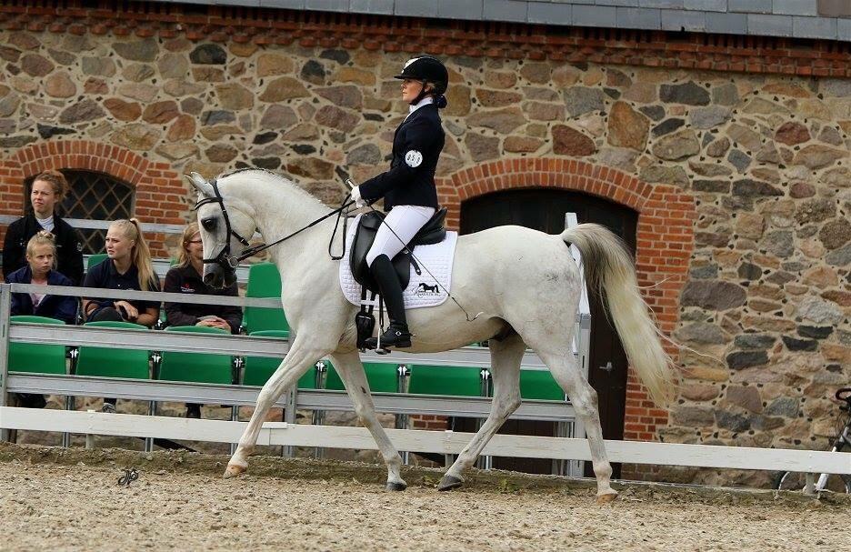 Arabisk fuldblod (OX) HELIKON OX billede 25