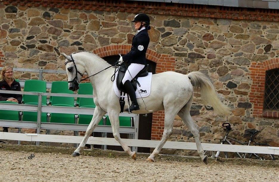 Arabisk fuldblod (OX) HELIKON OX billede 26