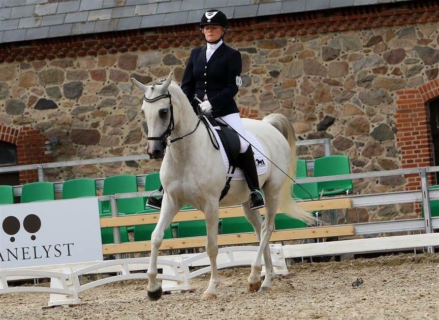 Arabisk fuldblod (OX) HELIKON OX billede 27