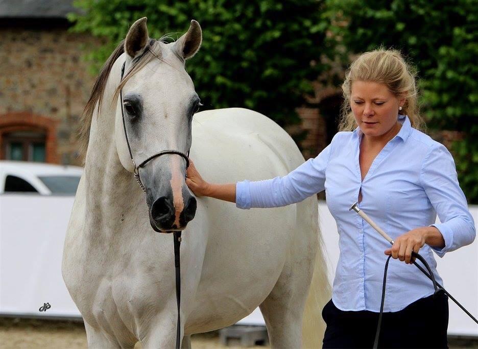 Arabisk fuldblod (OX) HELIKON OX billede 28