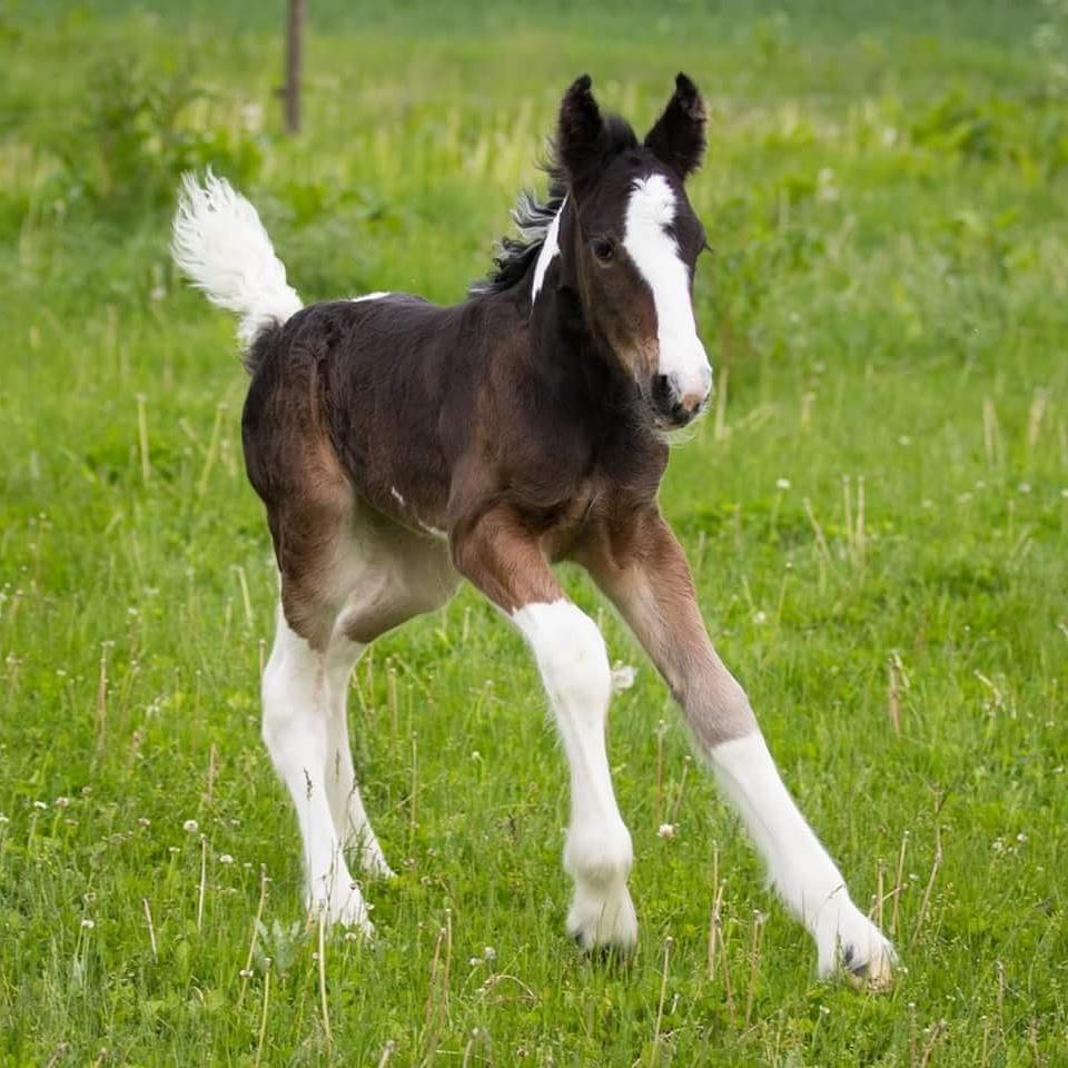 Drumhorse Princess Darling Daisy Day  - Princess Darling Daisy Day 7 timer gammel  billede 9