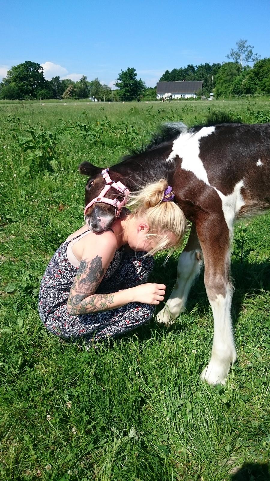 Drumhorse Princess Darling Daisy Day  billede 13