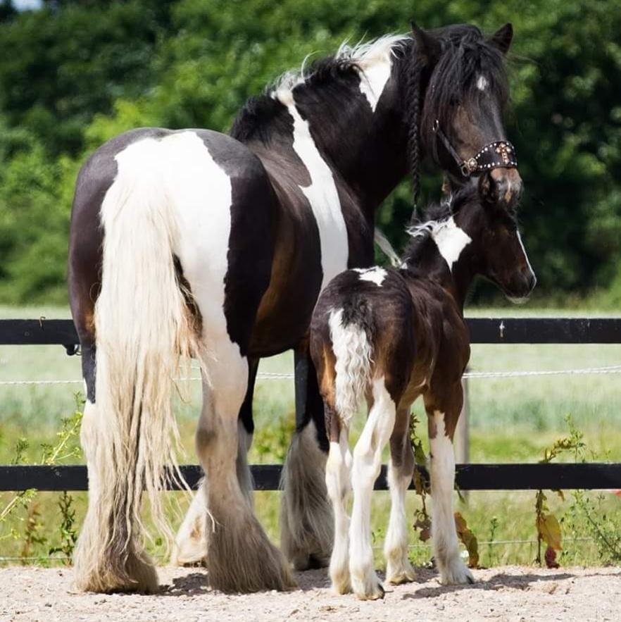Drumhorse Princess Darling Daisy Day  billede 16