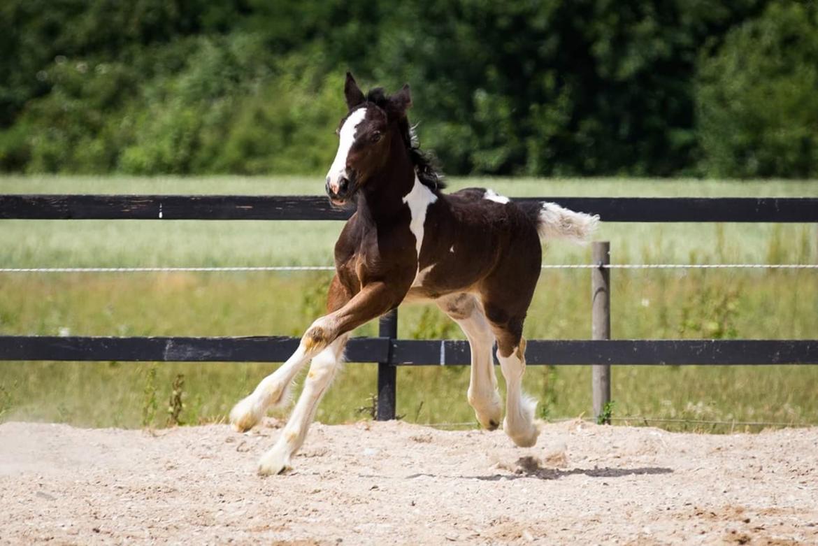 Drumhorse Princess Darling Daisy Day  billede 18