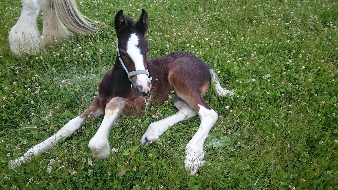 Drumhorse Princess Darling Daisy Day  billede 20
