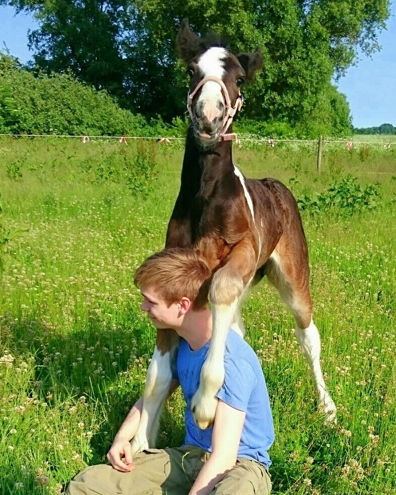 Drumhorse Princess Darling Daisy Day  billede 21