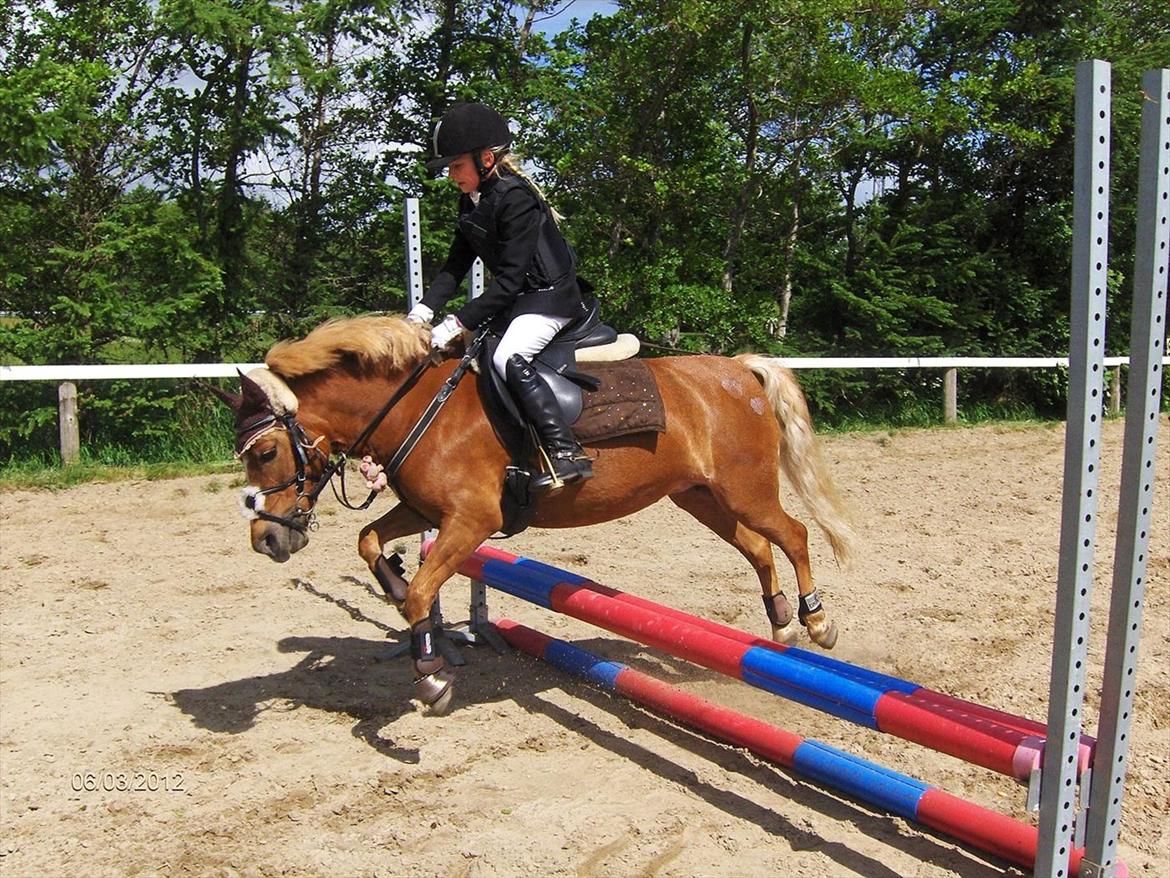 Welsh Pony (sec B) Rødsandsgaards Beauty billede 20