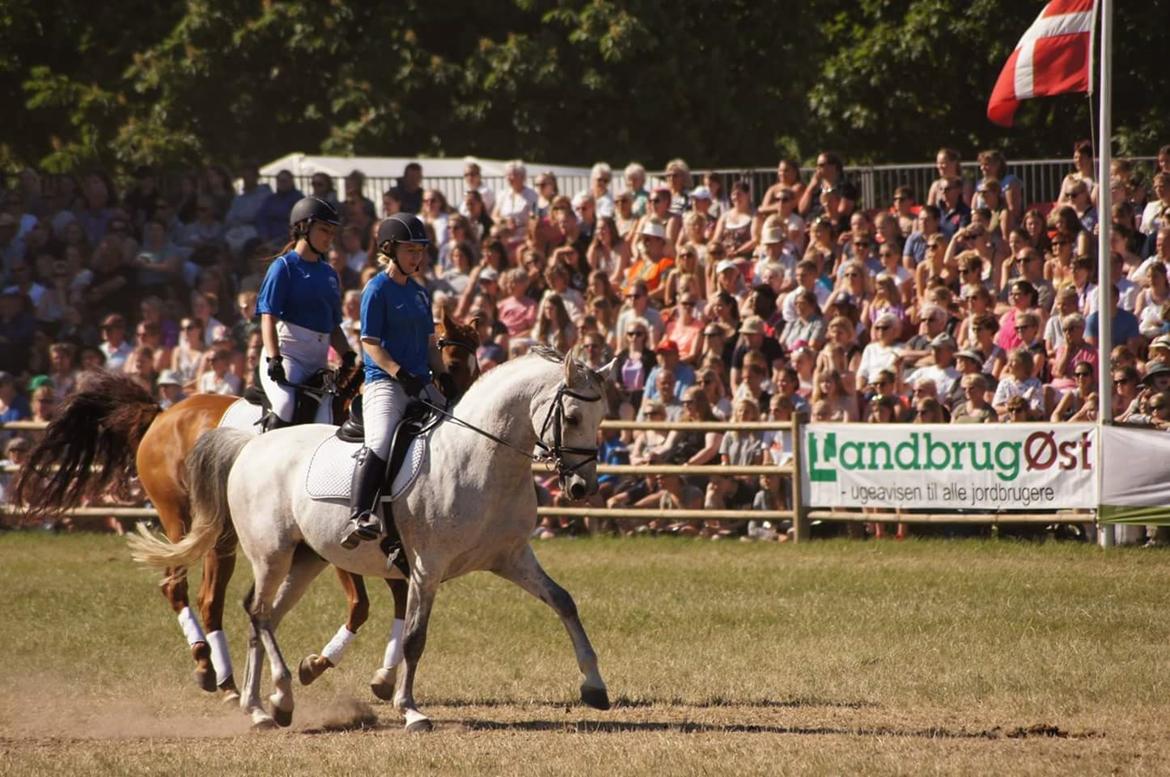 Shagya Araber (SH) Ho-Charmeur Bajar billede 9