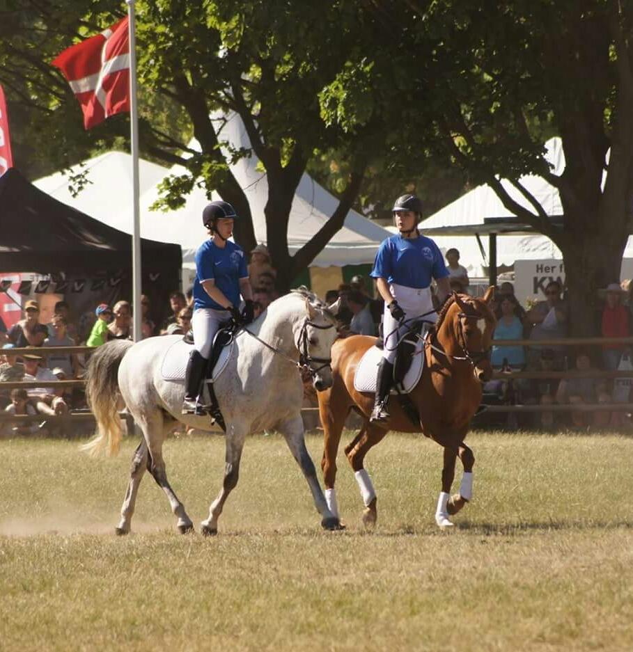 Shagya Araber (SH) Ho-Charmeur Bajar billede 5