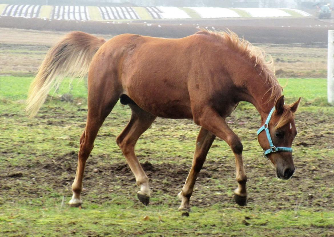 Arabisk fuldblod (OX) Rastox Khawan ox *SOLGT* billede 23