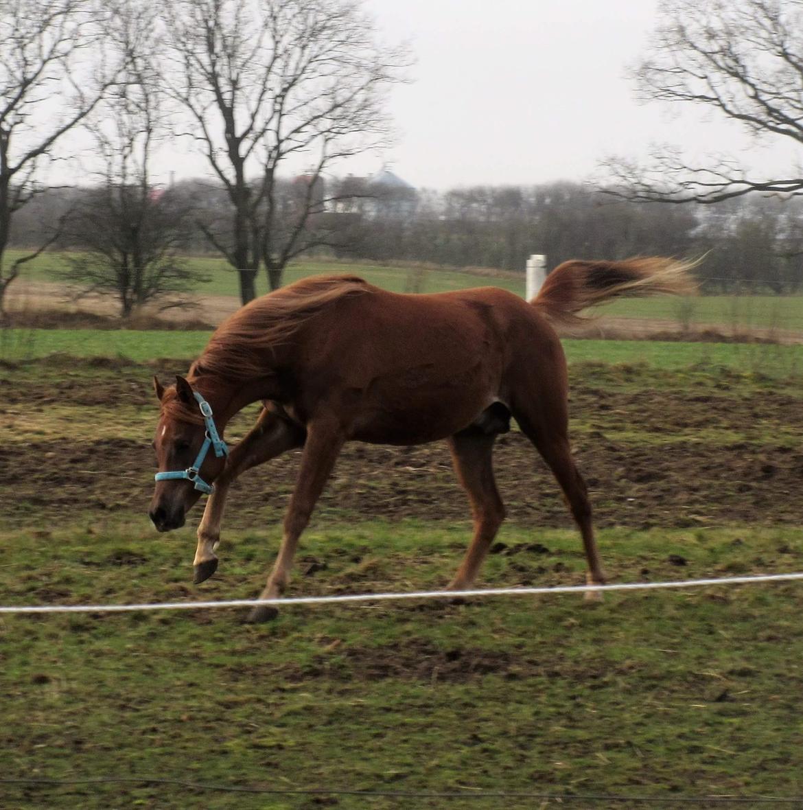 Arabisk fuldblod (OX) Rastox Khawan ox *SOLGT* billede 20