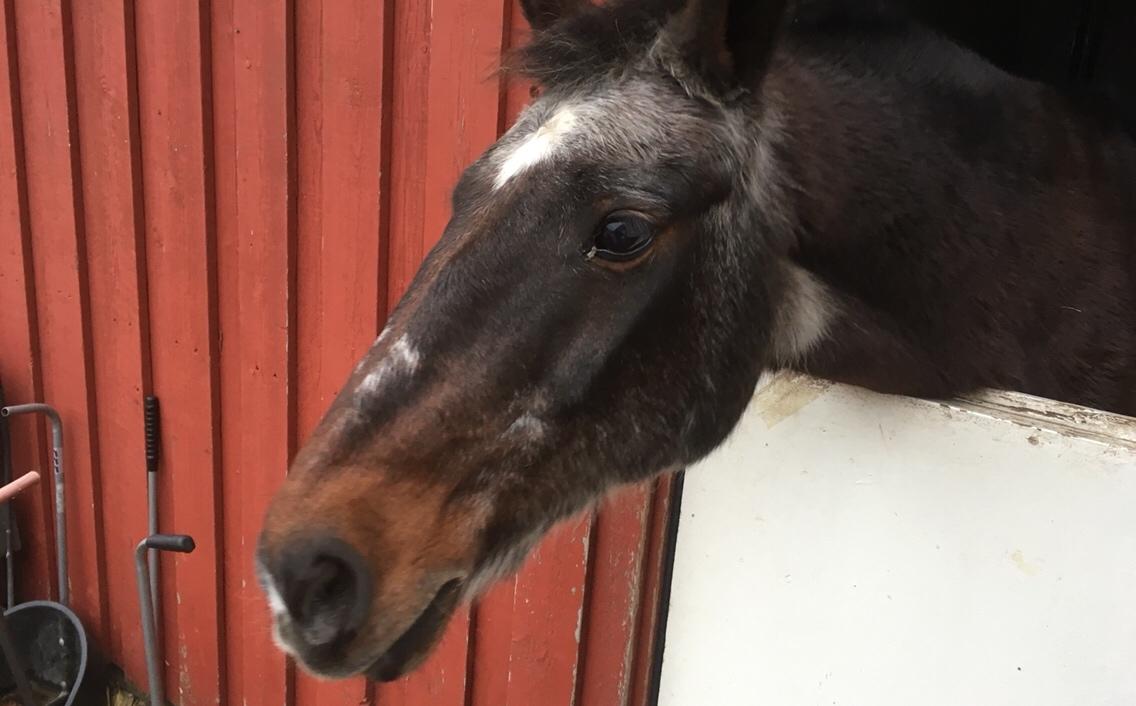 Anden særlig race Marco billede 12