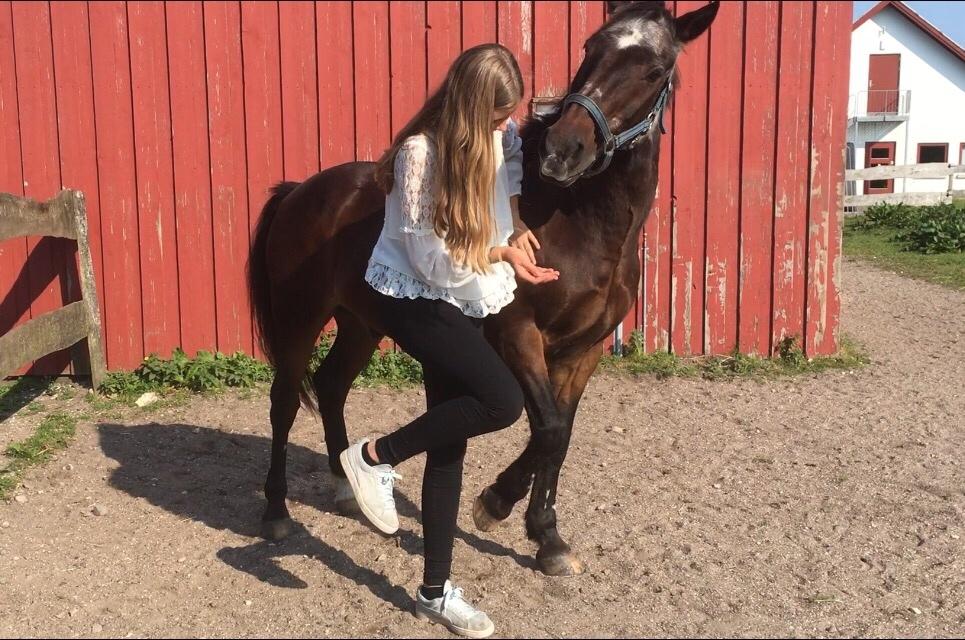 Anden særlig race Marco billede 14