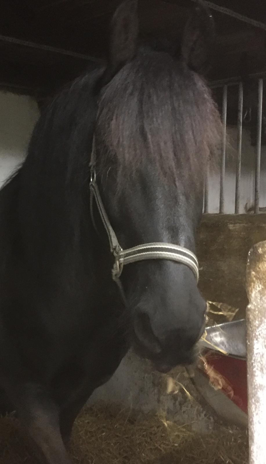 Frieser Nero (Tidliger Hest) billede 9