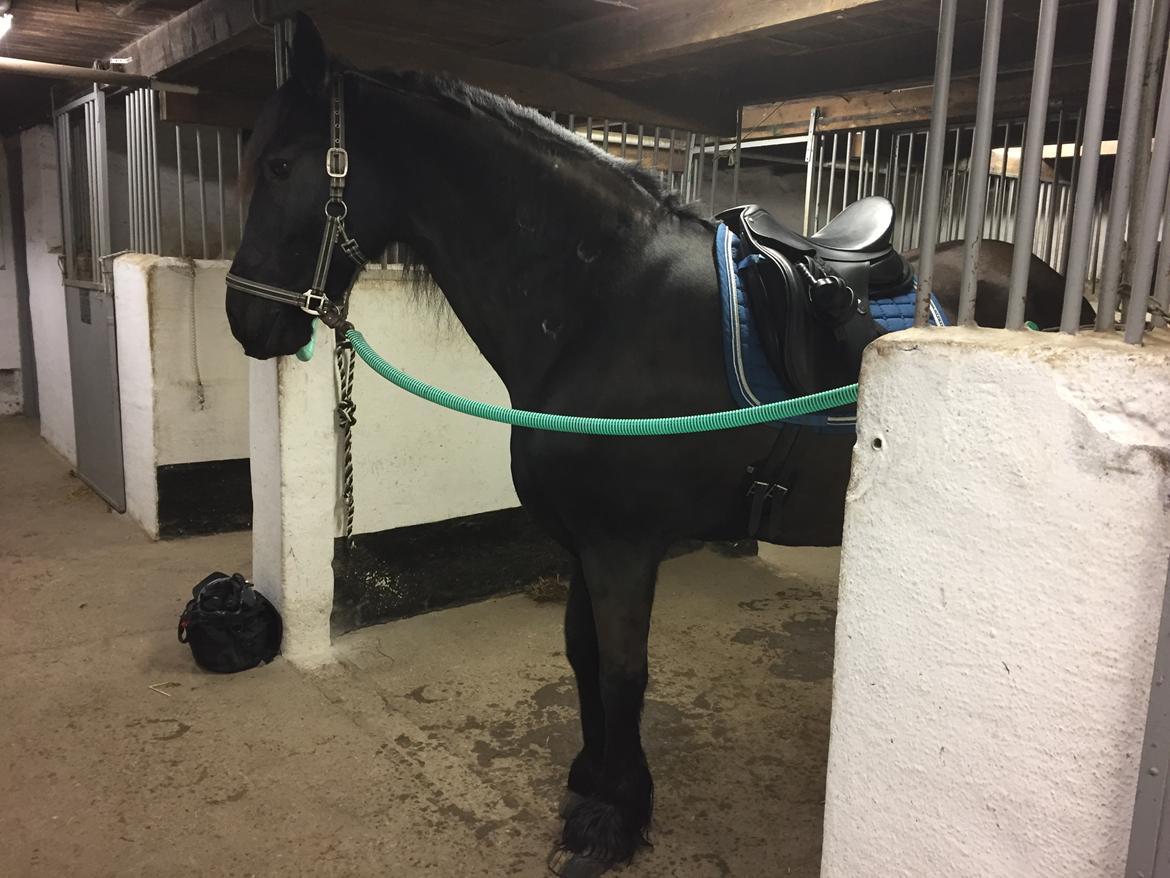 Frieser Nero (Tidliger Hest) - Første dag vi skal ud og ride. <3 billede 10