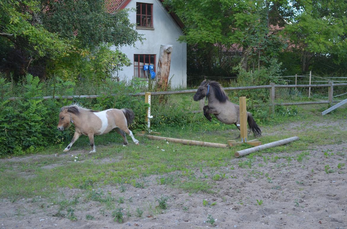 Shetlænder Bøgeskov's Sofia aka Magic - Stort overskud i springet XD Sallie nåede at rive bommen ned billede 12