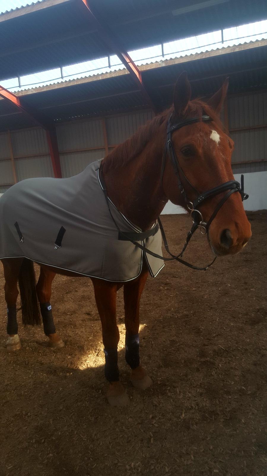 Dansk Varmblod Bækgårdens Amazing  - Skønheden <3 billede 1