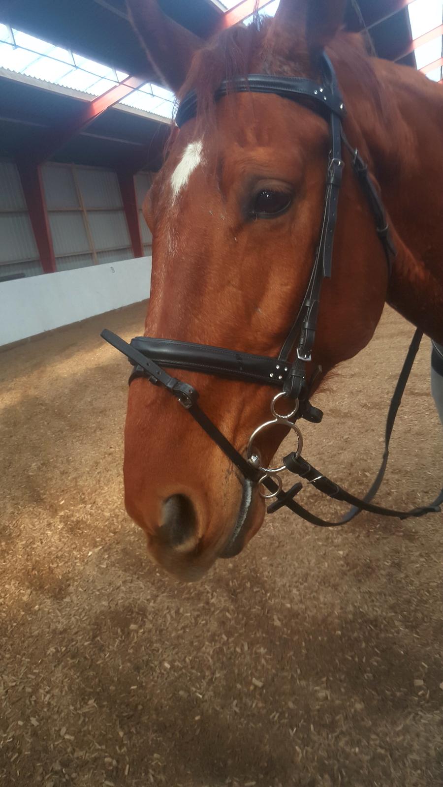 Dansk Varmblod Bækgårdens Amazing  - Fotogen ja da 😎 billede 2