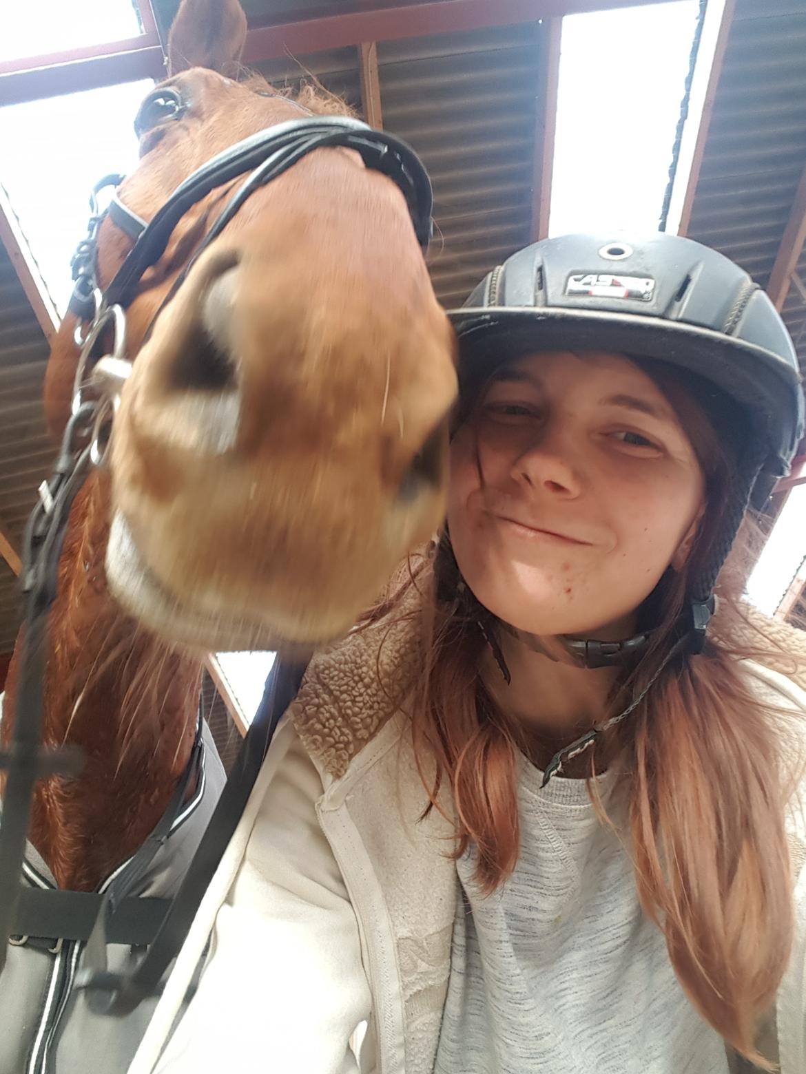 Dansk Varmblod Bækgårdens Amazing  - kærligheden i høj grad 😄 billede 3